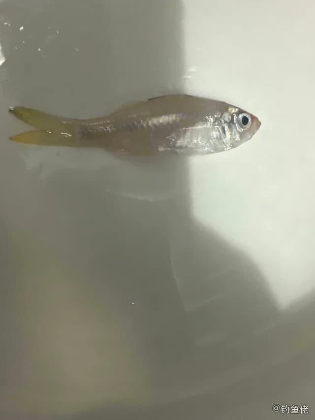 裸头双边鱼钓获 深圳市