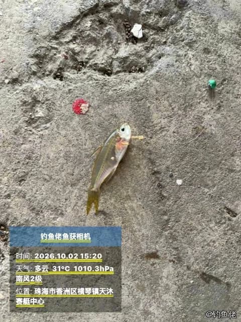 裸头双边鱼钓获 珠海市 0.01kg