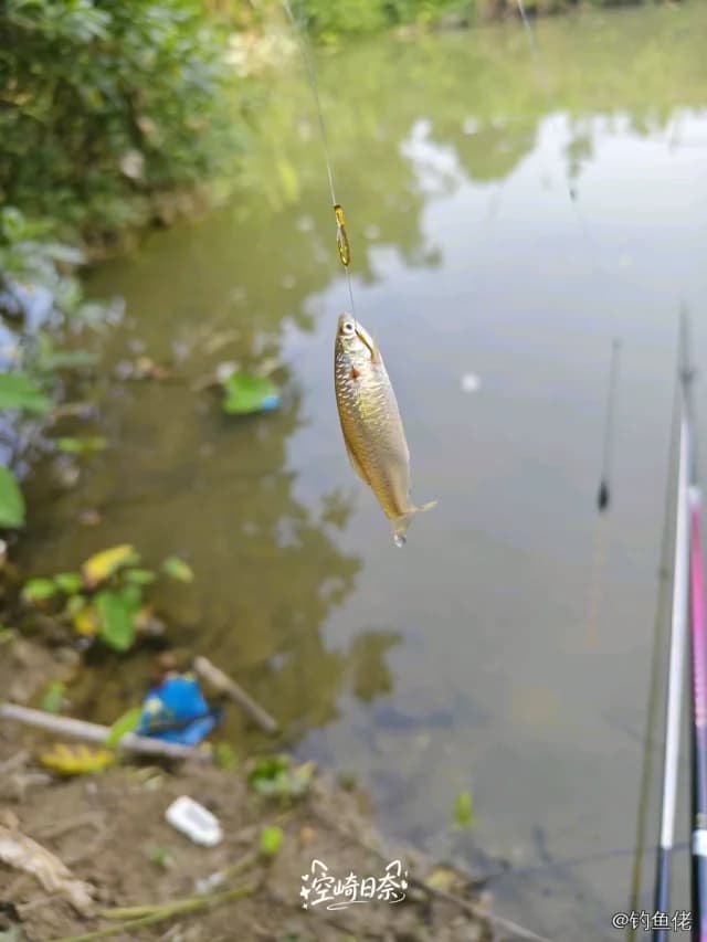 麦穗鱼钓获 玉林市