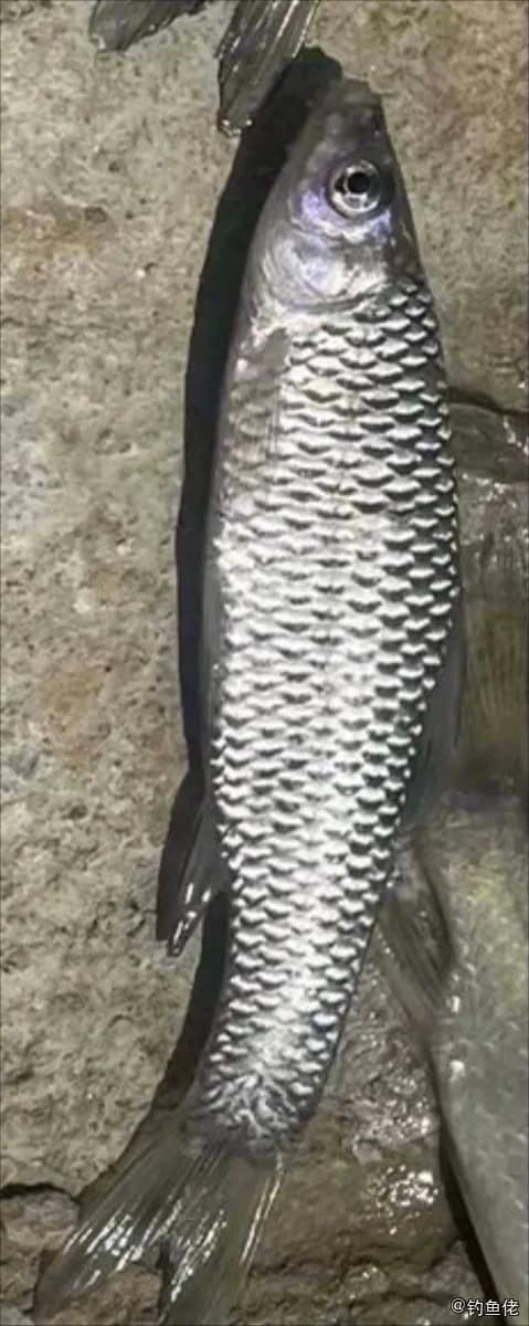 麦穗鱼钓获 沧州市 0.02kg