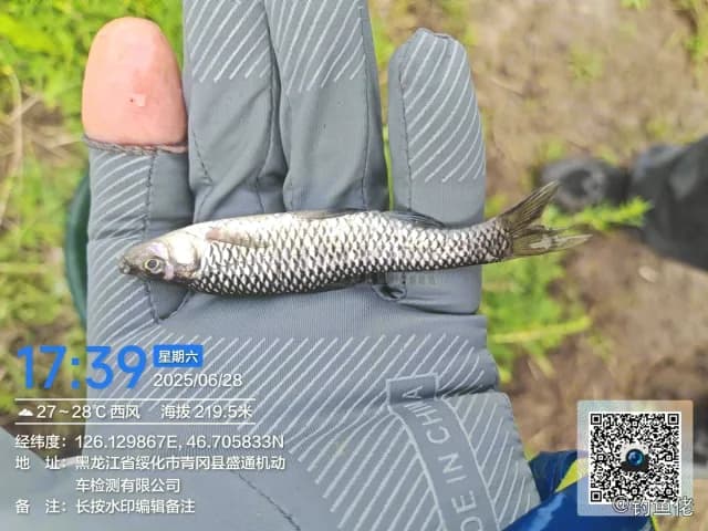 麦穗鱼钓获 绥化市 0.02kg