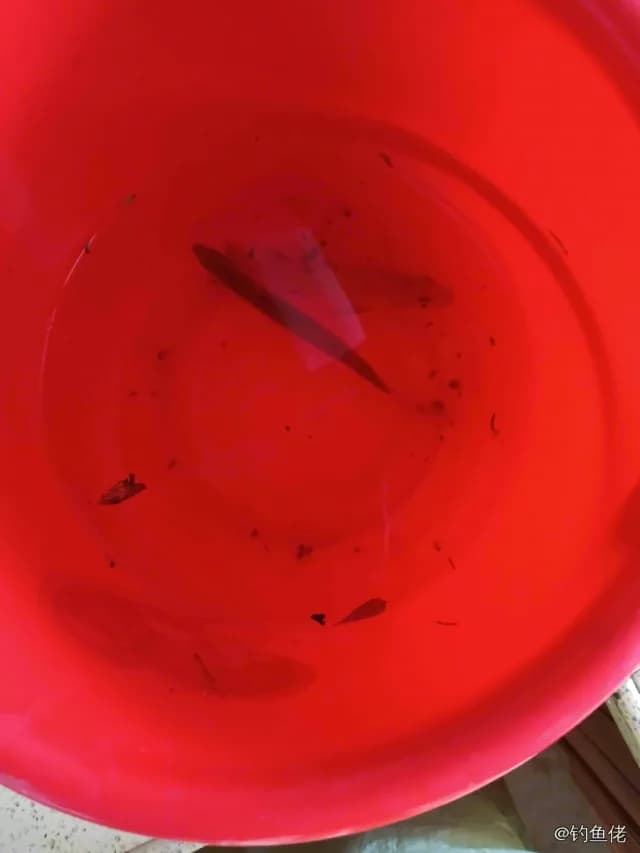 尼罗非鲫钓获 温州市 0.3kg