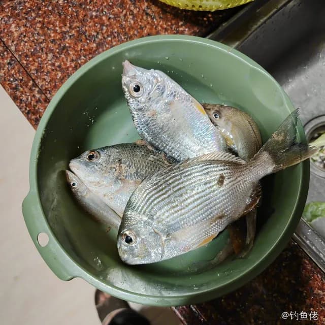平鲷钓获 汕尾市 0.3kg