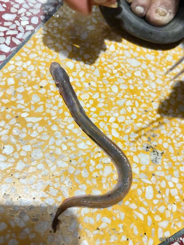 前肛鳗钓获 徐州市 0.1kg