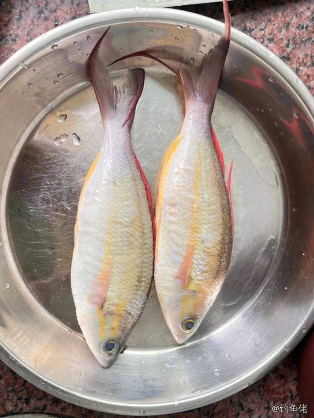 犬牙锥齿鲷钓获 江门市 0.05kg
