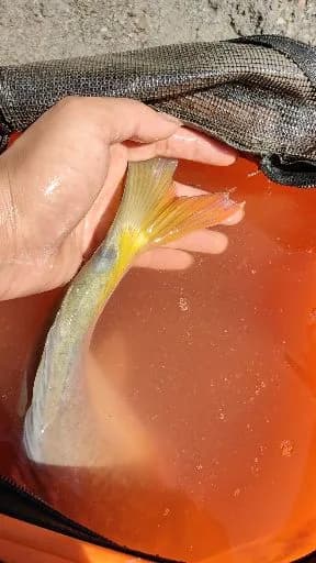 日本刺尾鱼钓获 昭通市 0.03kg