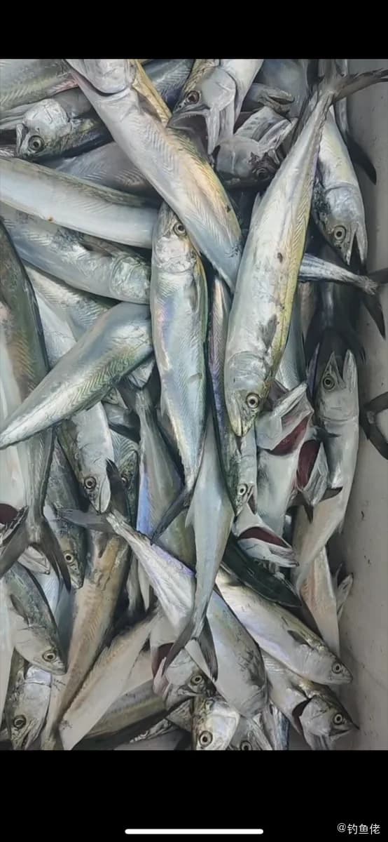 日本鲭钓获 葫芦岛市 1.2kg