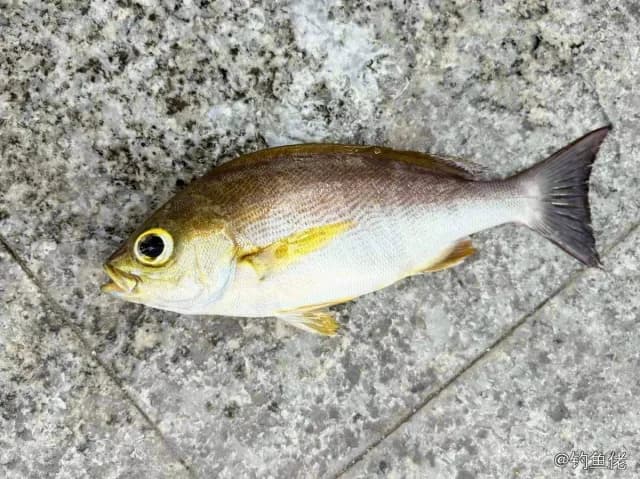 三线矶鲈钓获 北京市 0.1kg