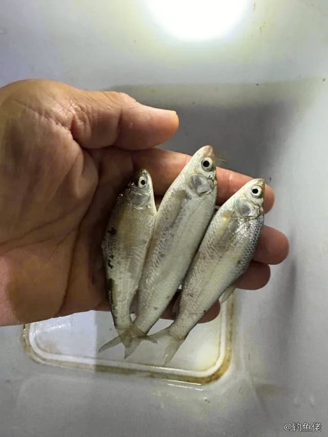 似鳊钓获 聊城市 0.1kg