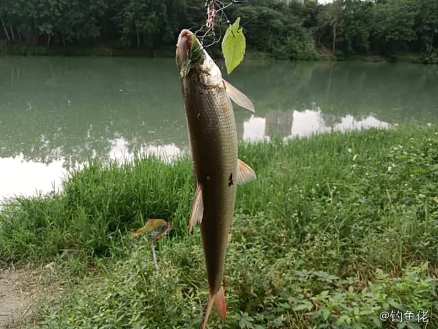 史氏红谐鱼钓获 绵阳市 0.05kg