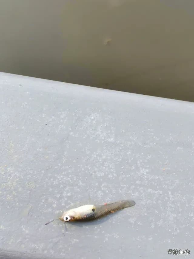 食蚊鱼钓获 上海市