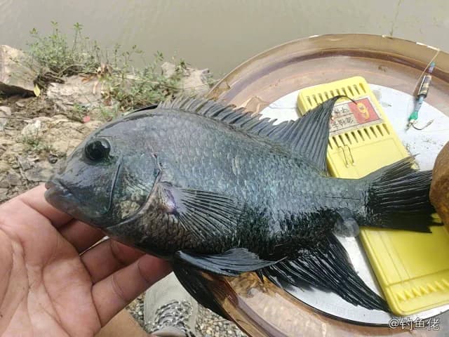 松鲷钓获 珠海市 0.15kg