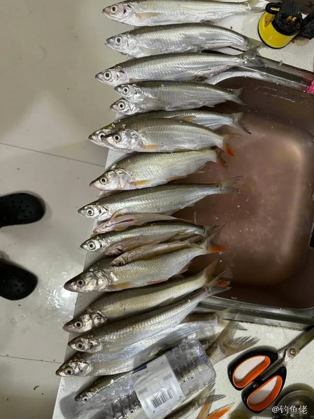太平洋玉筋鱼钓获 怀化市 1kg