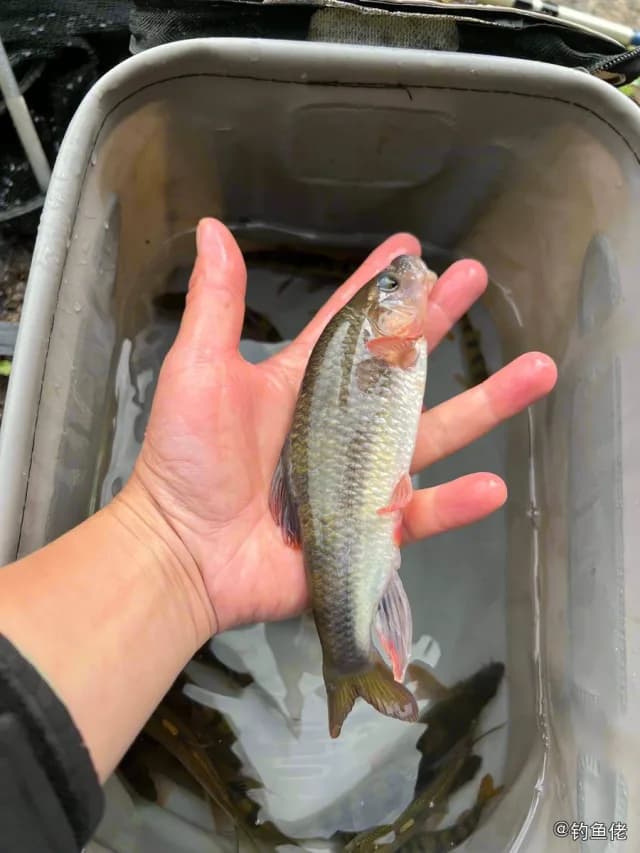 台湾光唇鱼钓获 黔南布依族苗族自治州 0.3kg