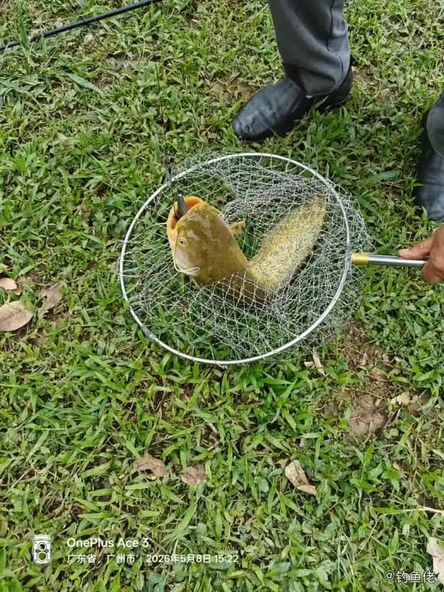 田中狮子鱼钓获 广州市 0.75kg
