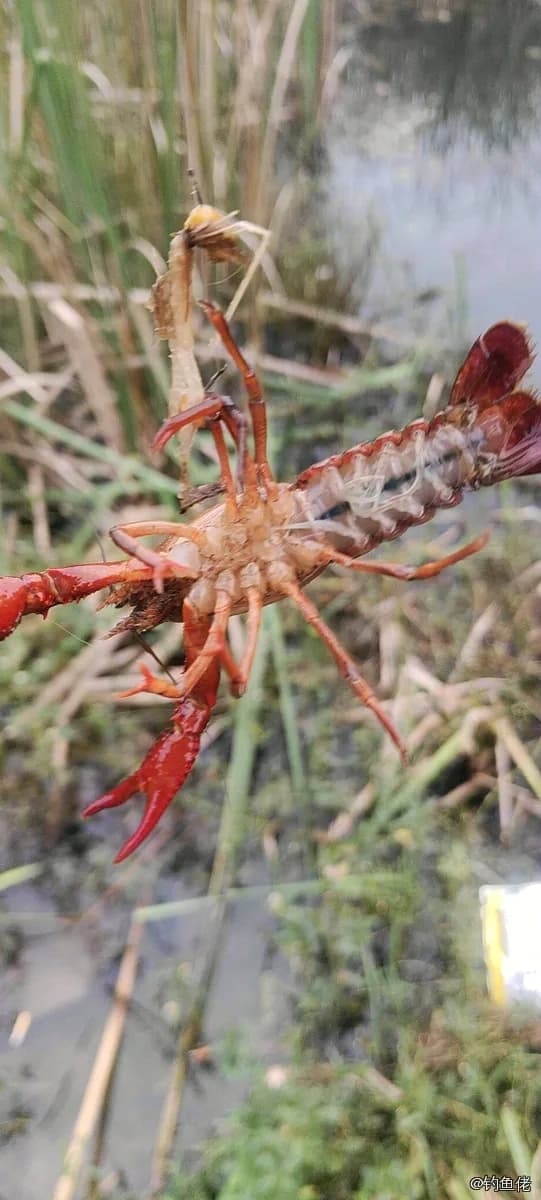 图丽鱼钓获 西安市