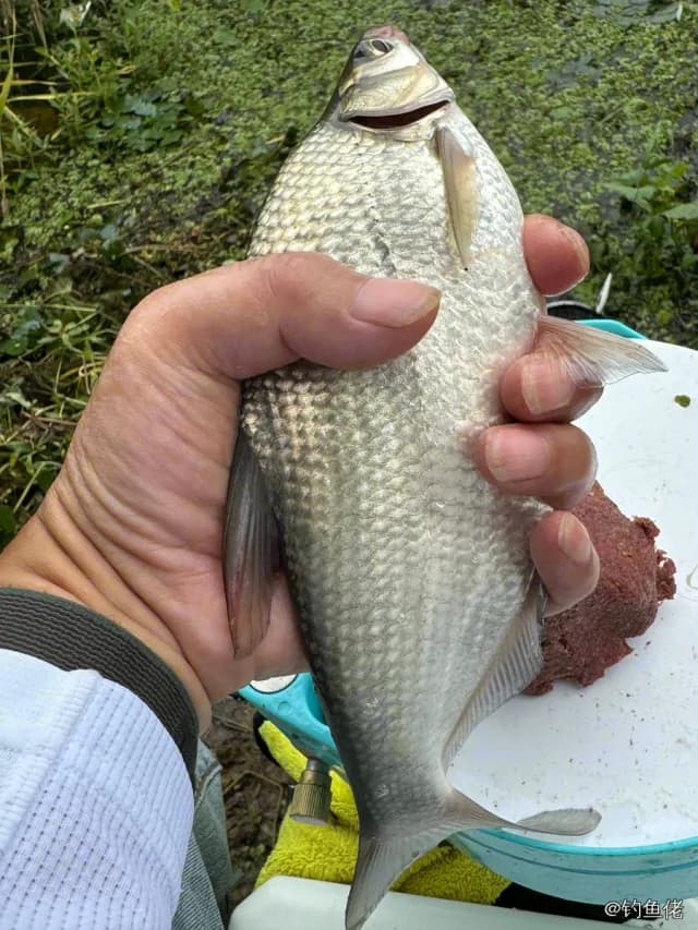 团头鲂钓获 徐州市 0.4kg