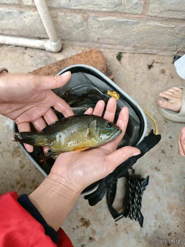 驼背太阳鱼钓获 遂宁市 0.1kg