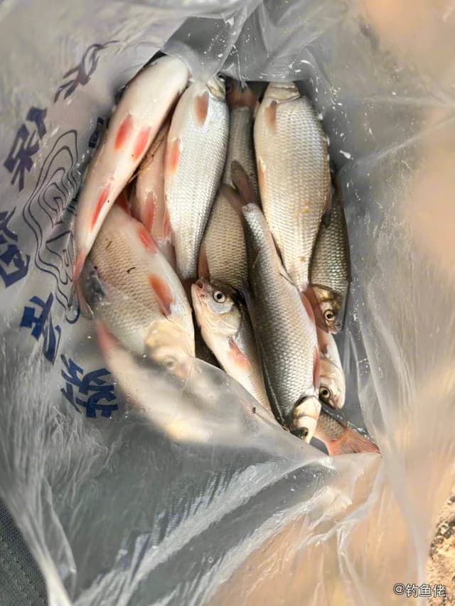 瓦氏雅罗鱼钓获 吉林市 0.04kg