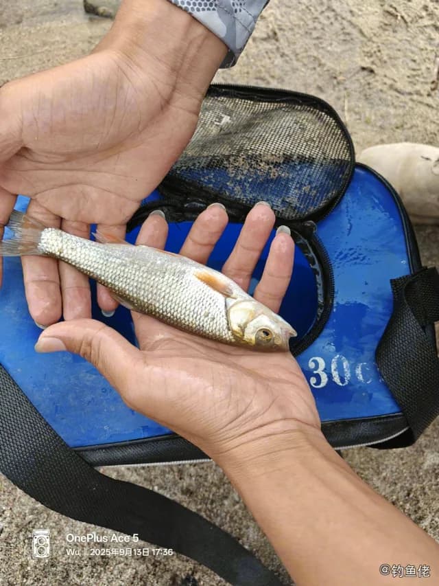 瓦氏雅罗鱼钓获 石家庄市 0.1kg
