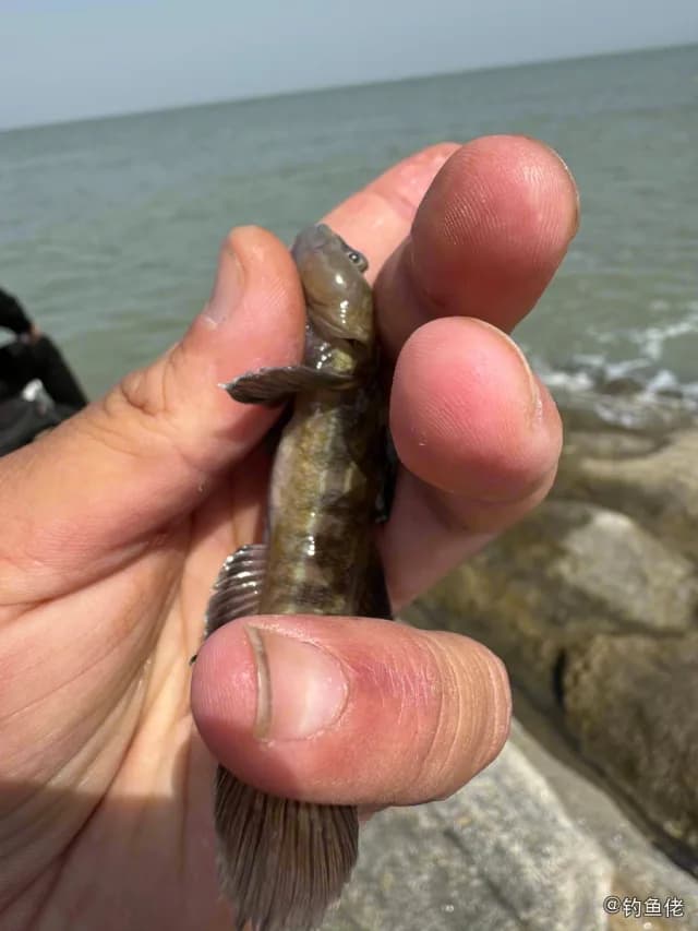 纹缟虾虎鱼钓获 连云港市 0.02kg