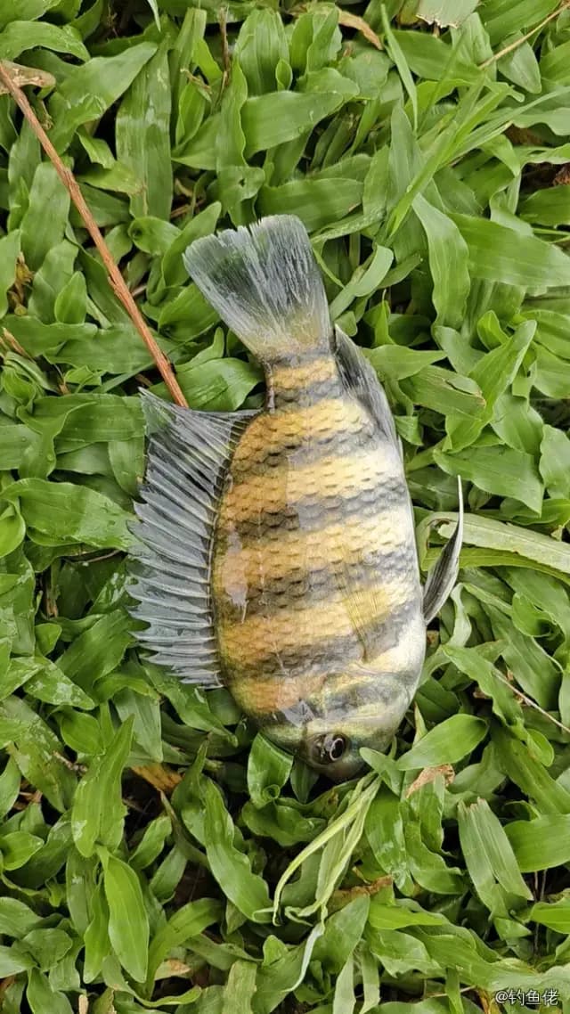 五带豆娘鱼钓获 佛山市 0.1kg