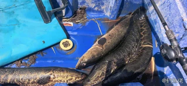 乌鳢钓获 巴音郭楞蒙古自治州 2.3kg