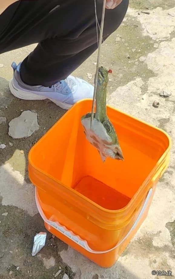 小黄鱼钓获 石家庄市 0.3kg
