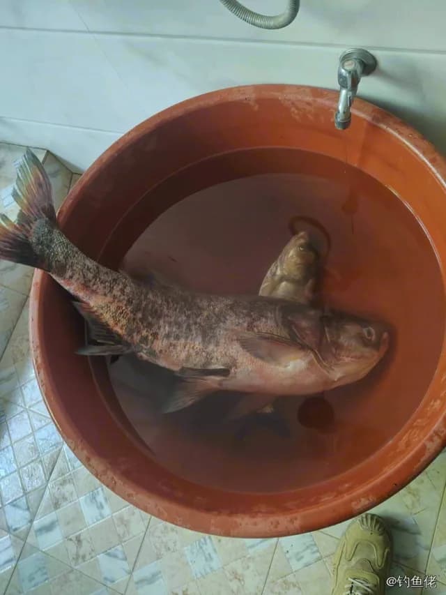 鳙鱼钓获 三明市 10.5kg