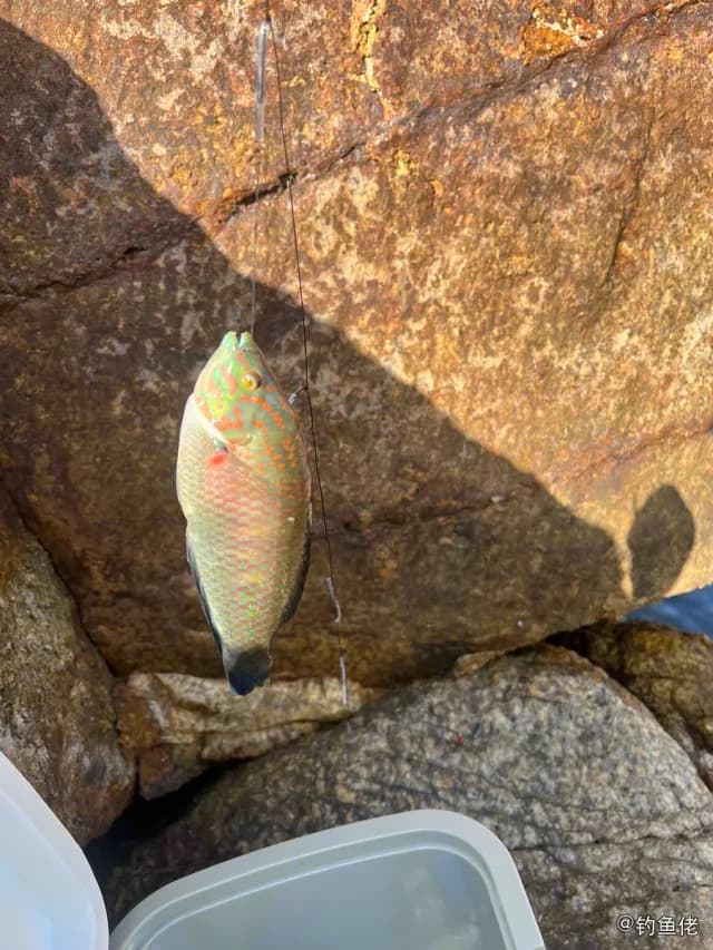云斑海猪鱼钓获 深圳市 0.8kg