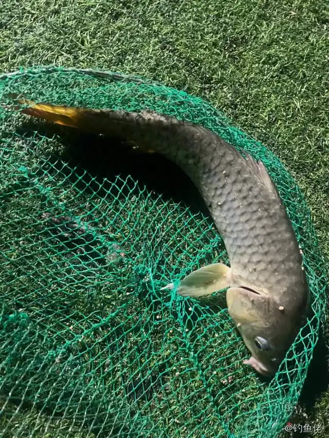杂色尖嘴鱼钓获 上海市 0.03kg