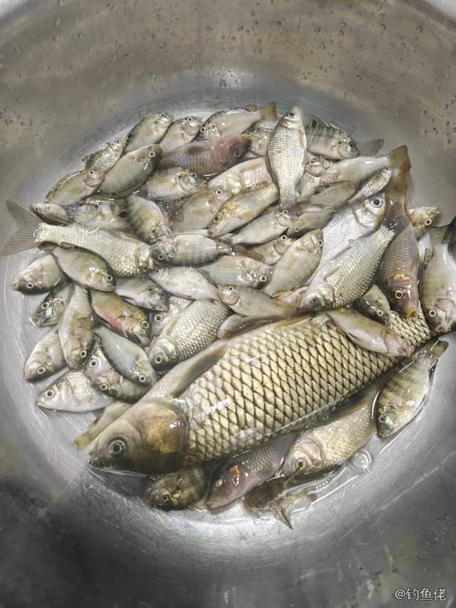 长麦穗鱼钓获 桂林市 0.45kg
