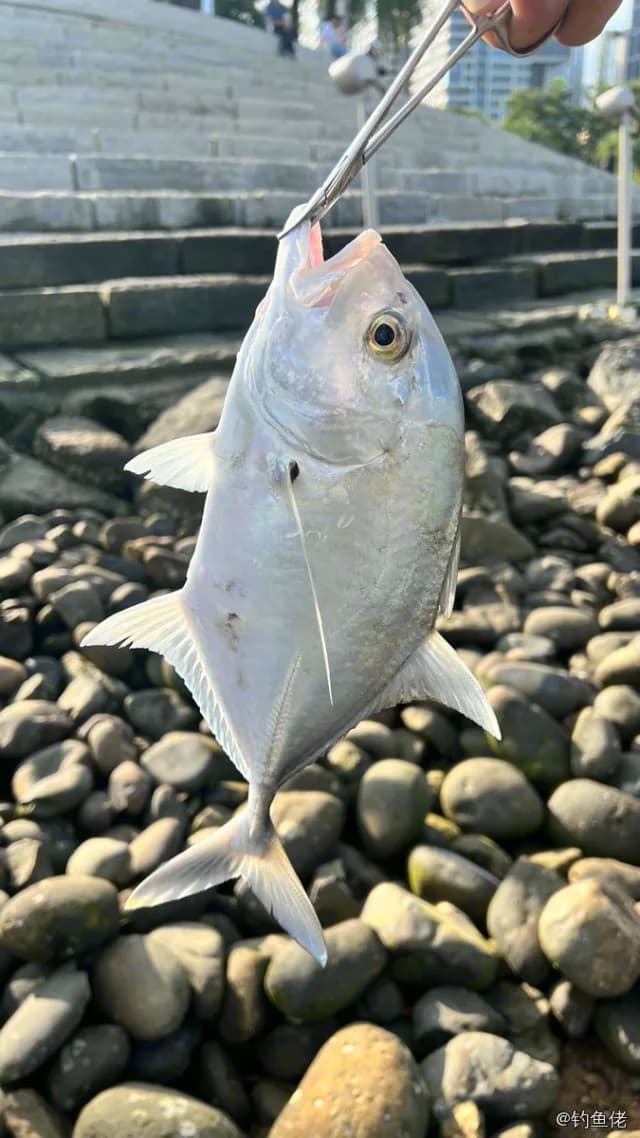 珍鲹钓获 深圳市 0.5kg