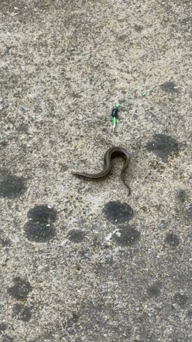 中华刺鳅钓获 湖州市 0.1kg