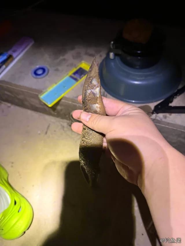 中华刺鳅钓获 赣州市 0.2kg