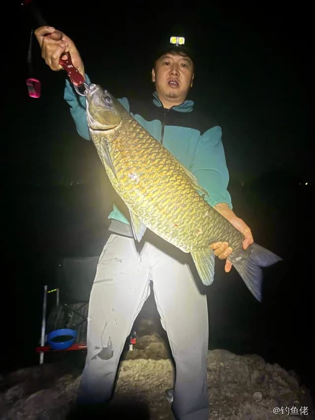 中华倒刺鲃钓获 杭州市 11.5kg