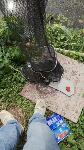 主刺盖鱼钓获 湘潭市 0.16kg