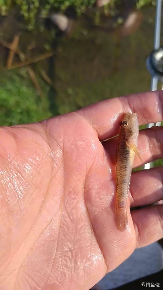 子陵吻虾虎鱼钓获 上海市 0.04kg
