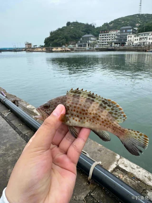 棕点石斑鱼钓获 珠海市 0.3kg