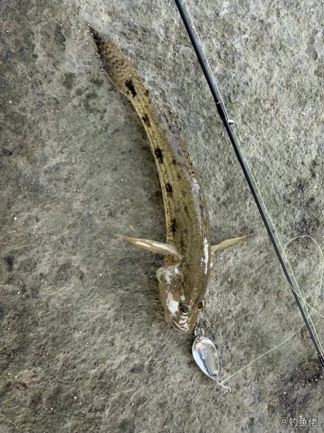 矛尾虾虎鱼钓获 0.03kg