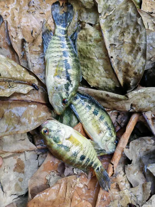 花身副丽鱼钓获 0.1kg