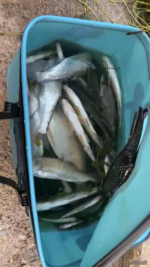 翘嘴鲌钓获 3kg
