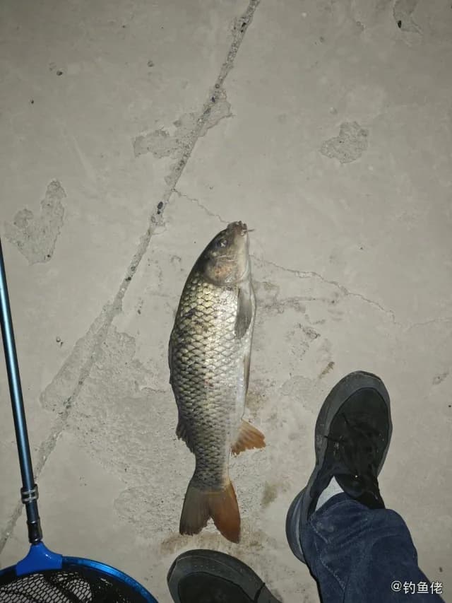 鲤鱼钓获 0.8kg