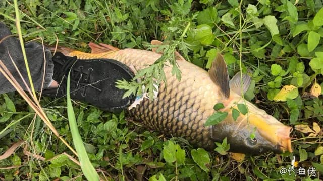 鲤鱼钓获 12kg