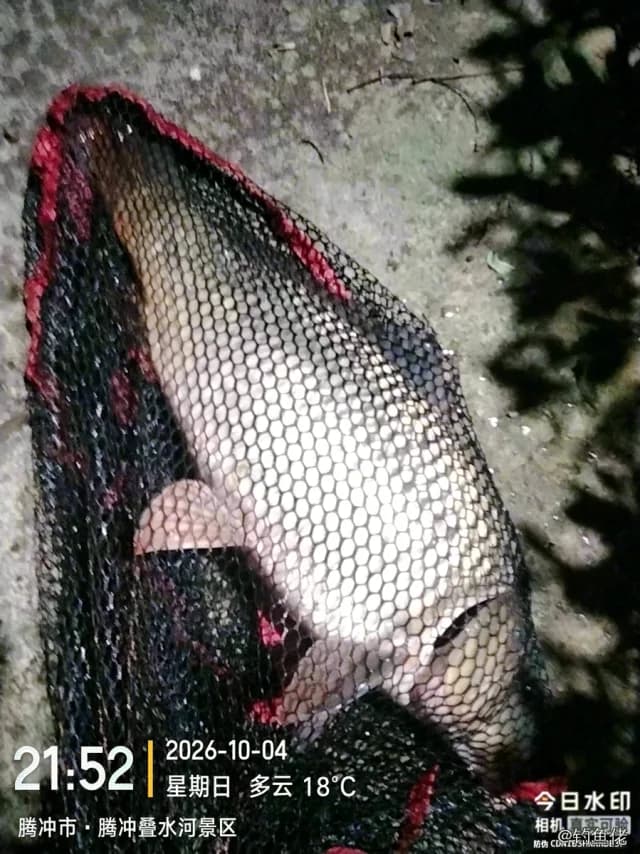 鲤鱼钓获 12kg