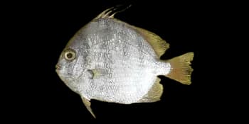 白鲳(Ephippus orbis)图片