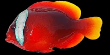 白条双锯鱼(Amphiprion frenatus)图片