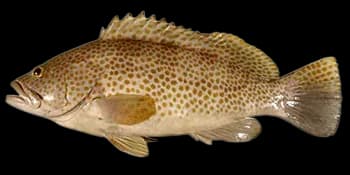 布氏石斑鱼(Epinephelus bleekeri)图片