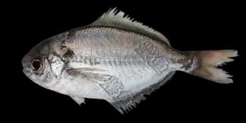 刺鲳(Psenopsis anomala)图片