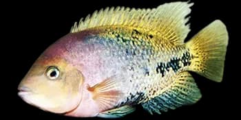 粉红副尼丽鱼(Paraneetroplus synspilus)图片